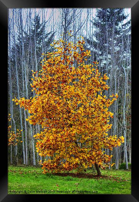 Autumn's Glory Framed Print by Colin Metcalf