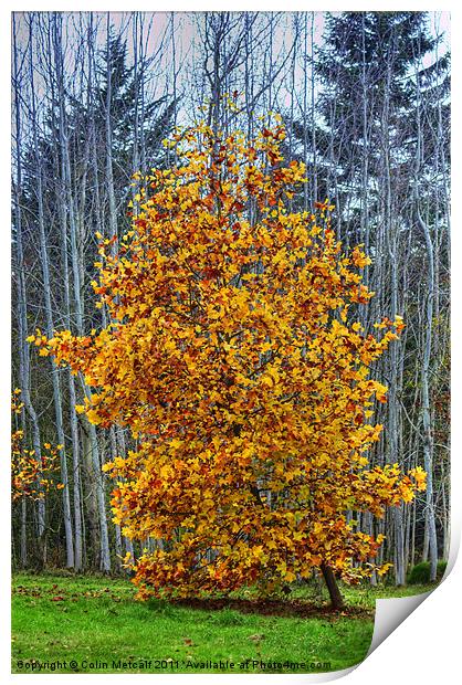Autumn's Glory Print by Colin Metcalf