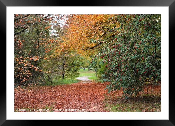 Autumn Walk Framed Mounted Print by Colin Metcalf
