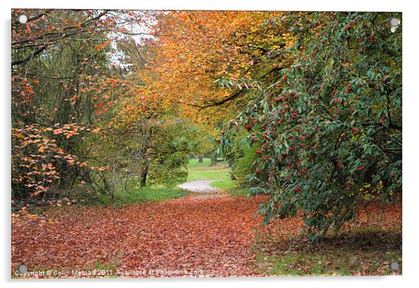 Autumn Walk Acrylic by Colin Metcalf