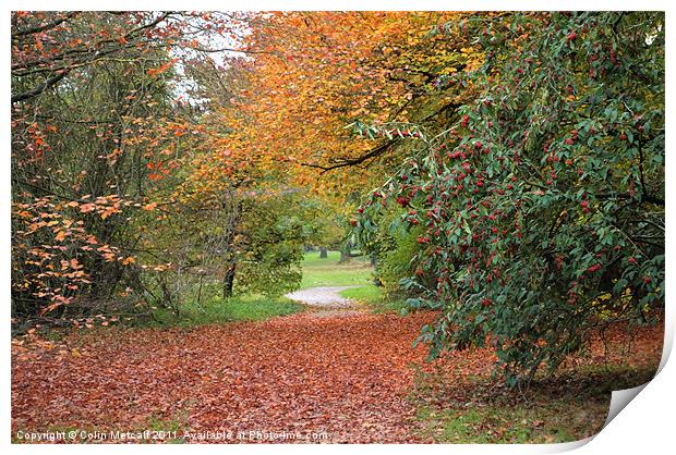 Autumn Walk Print by Colin Metcalf