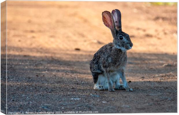 Savannah hare in the early morning light Canvas Print by Adrian Turnbull-Kemp