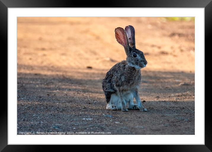 Savannah hare in the early morning light Framed Mounted Print by Adrian Turnbull-Kemp