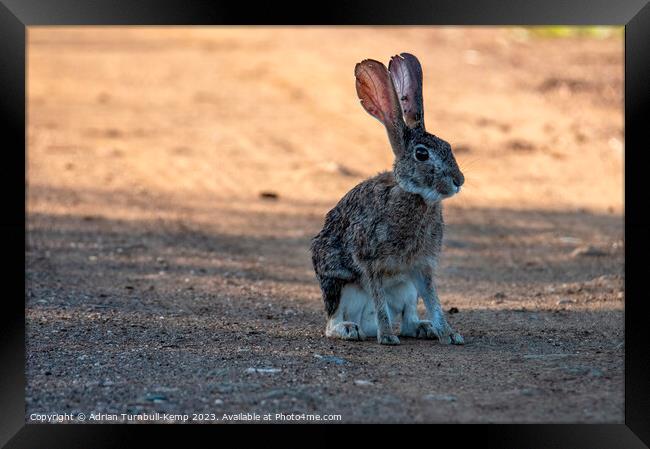 Savannah hare in the early morning light Framed Print by Adrian Turnbull-Kemp