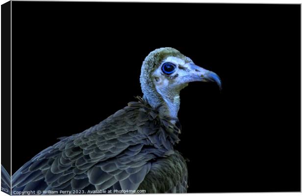 Colorful Juvenile Hooded Vulture Waikiki Honolulu Hawaii  Canvas Print by William Perry