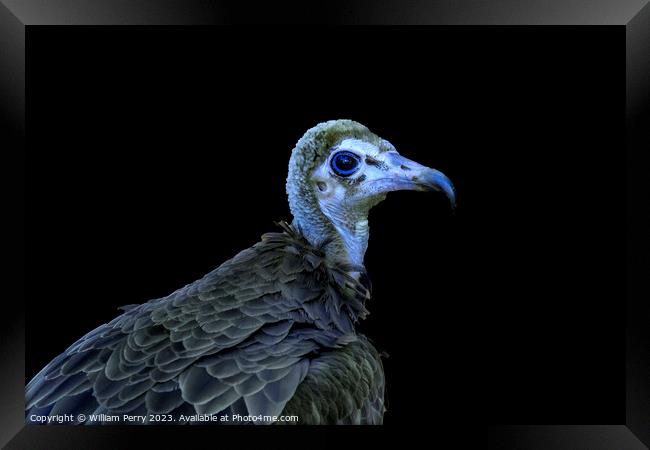 Colorful Juvenile Hooded Vulture Waikiki Honolulu Hawaii  Framed Print by William Perry