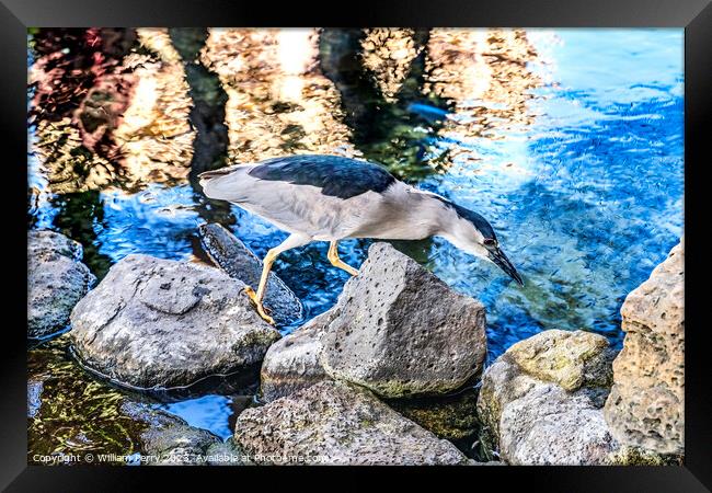 Black Crowned Night Heron Hunting Waikiki Honolulu Hawaii Framed Print by William Perry