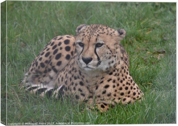 A cheetah sitting in the grass Canvas Print by Photogold Prints