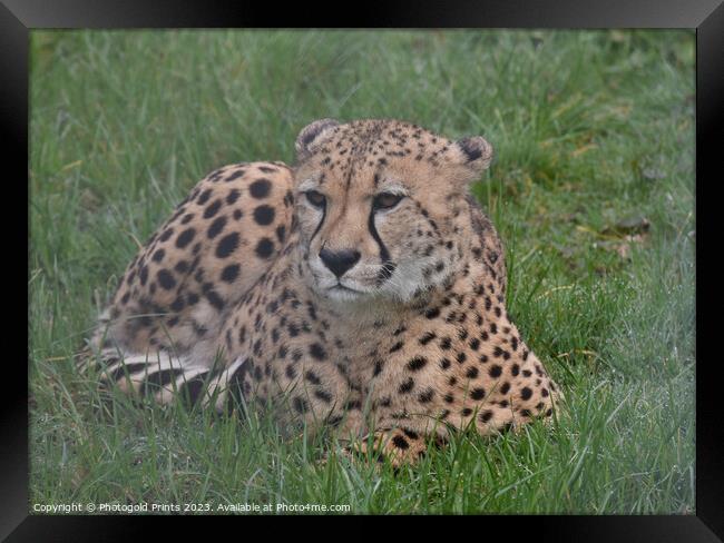 A cheetah sitting in the grass Framed Print by Photogold Prints