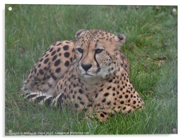 A cheetah sitting in the grass Acrylic by Photogold Prints