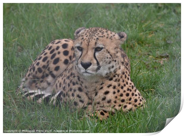 A cheetah sitting in the grass Print by Photogold Prints