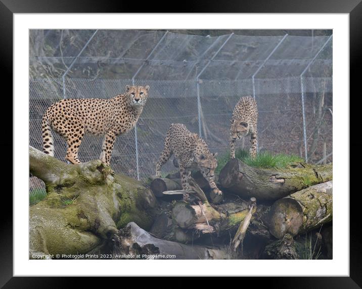Three cheetahs sitting together Framed Mounted Print by Photogold Prints