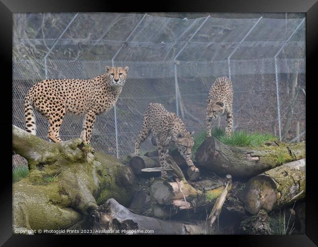 Three cheetahs sitting together Framed Print by Photogold Prints