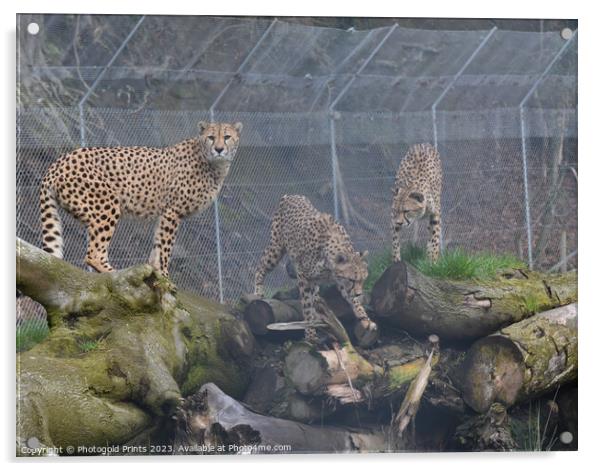 Three cheetahs sitting together Acrylic by Photogold Prints