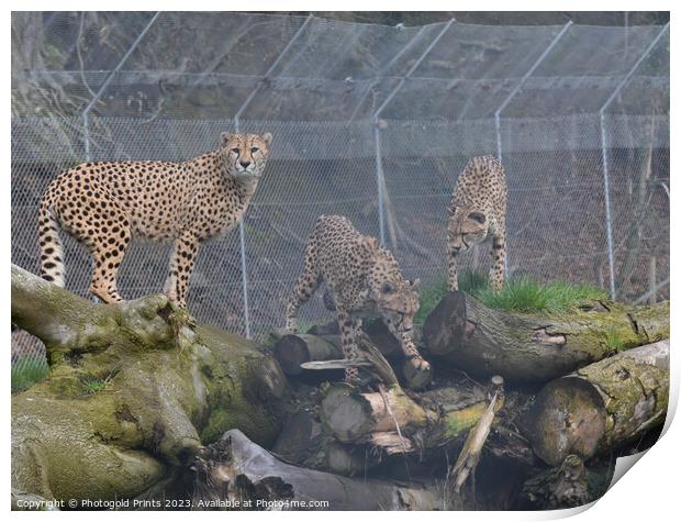 Three cheetahs sitting together Print by Photogold Prints
