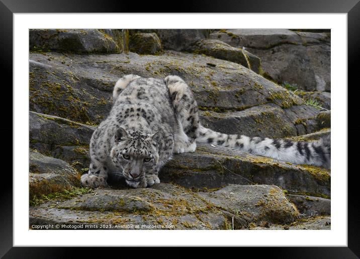  snow leopard ascending rocks Framed Mounted Print by Photogold Prints