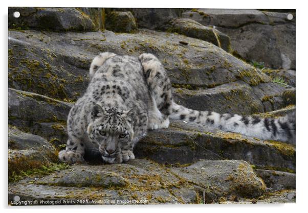  snow leopard ascending rocks Acrylic by Photogold Prints