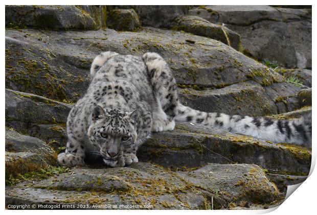  snow leopard ascending rocks Print by Photogold Prints