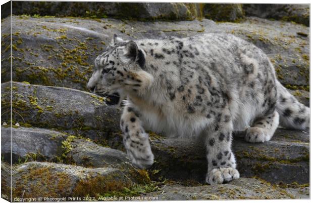  snow leopard on the rocks Canvas Print by Photogold Prints
