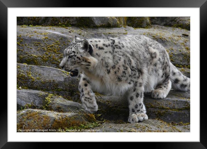  snow leopard on the rocks Framed Mounted Print by Photogold Prints