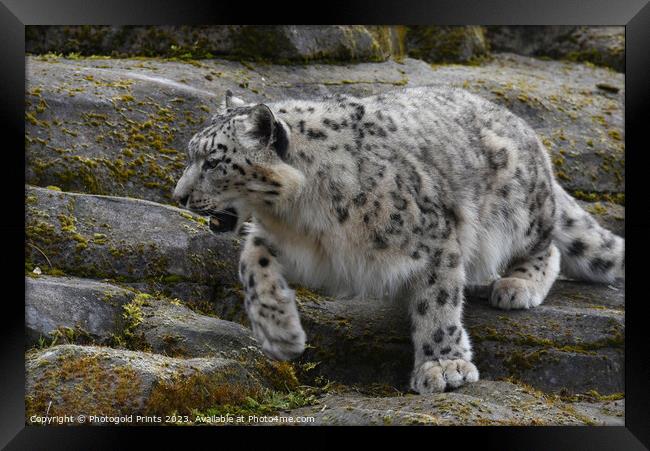  snow leopard on the rocks Framed Print by Photogold Prints