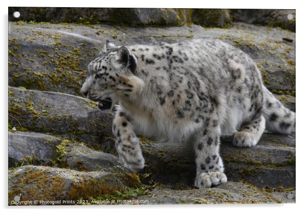  snow leopard on the rocks Acrylic by Photogold Prints