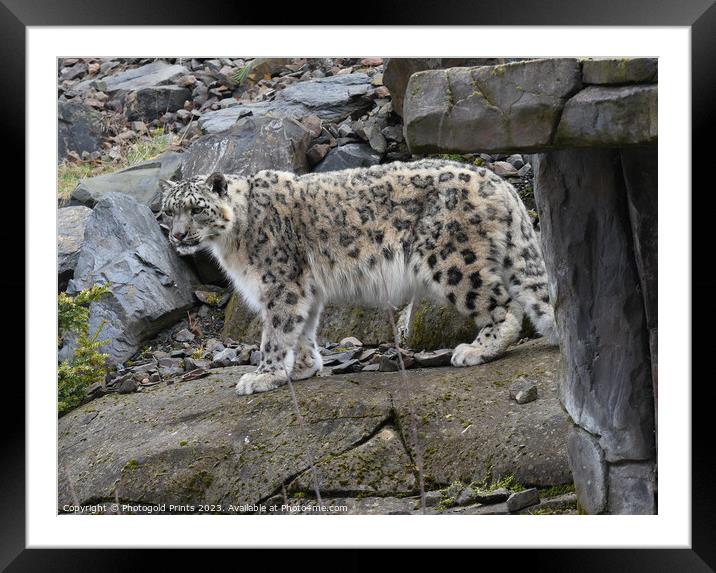  snow leopard on the prowl Framed Mounted Print by Photogold Prints
