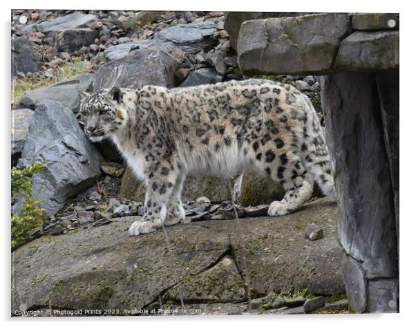  snow leopard on the prowl Acrylic by Photogold Prints