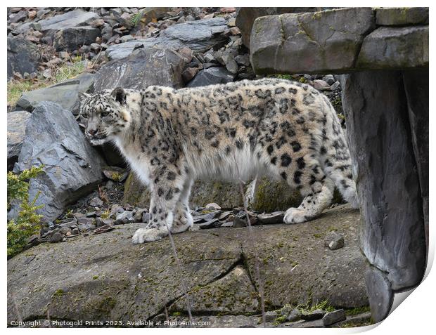  snow leopard on the prowl Print by Photogold Prints