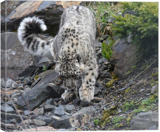  snow leopard on the prowl Canvas Print by Photogold Prints