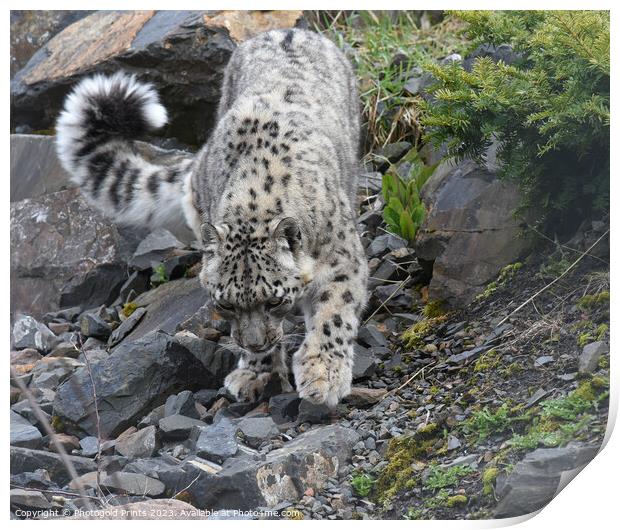  snow leopard on the prowl Print by Photogold Prints