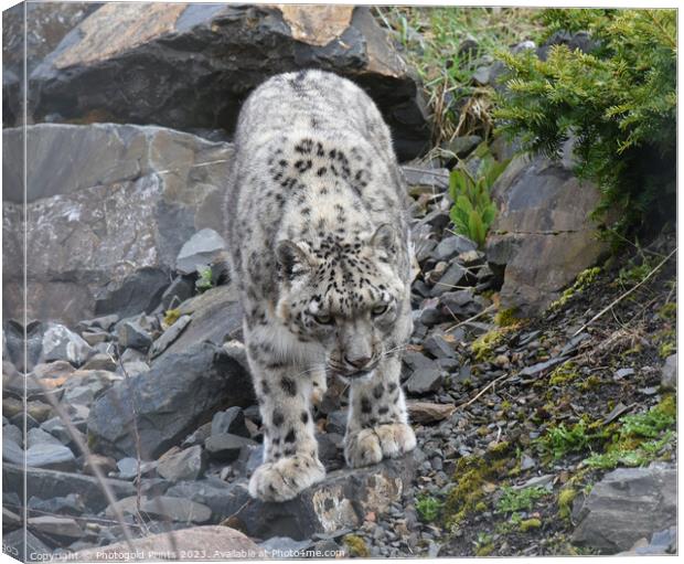  snow leopard looking for food on a rocky hillside Canvas Print by Photogold Prints