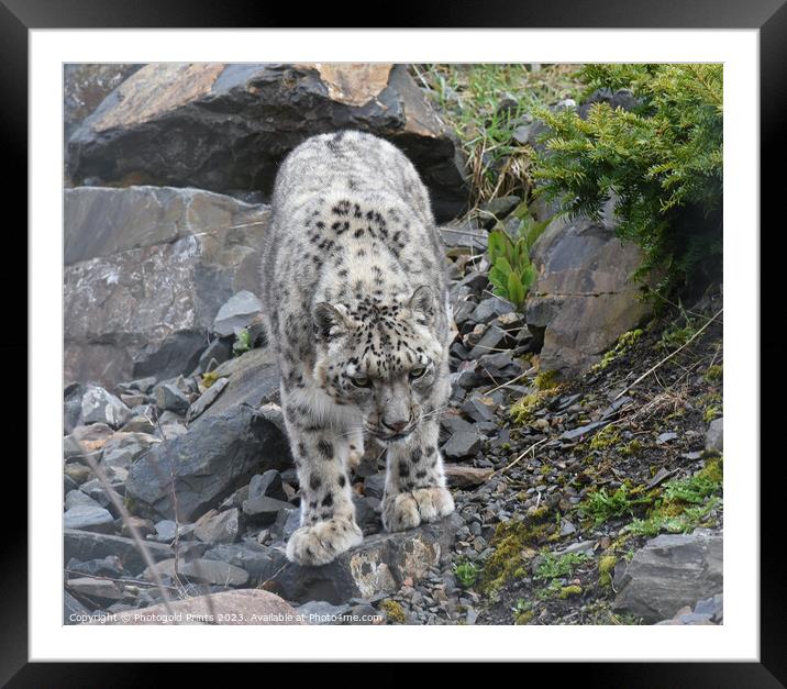  snow leopard looking for food on a rocky hillside Framed Mounted Print by Photogold Prints