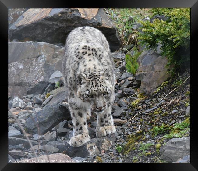  snow leopard looking for food on a rocky hillside Framed Print by Photogold Prints