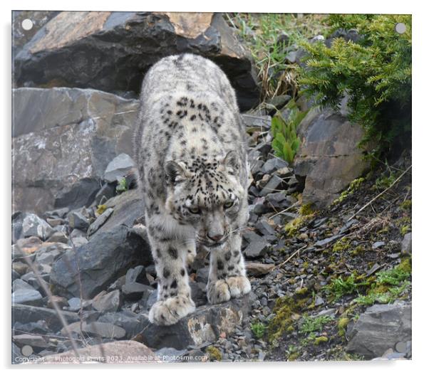  snow leopard looking for food on a rocky hillside Acrylic by Photogold Prints
