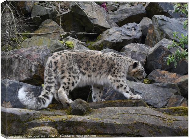  snow leopard on the prowl looking for food on a rocky hillside  Canvas Print by Photogold Prints