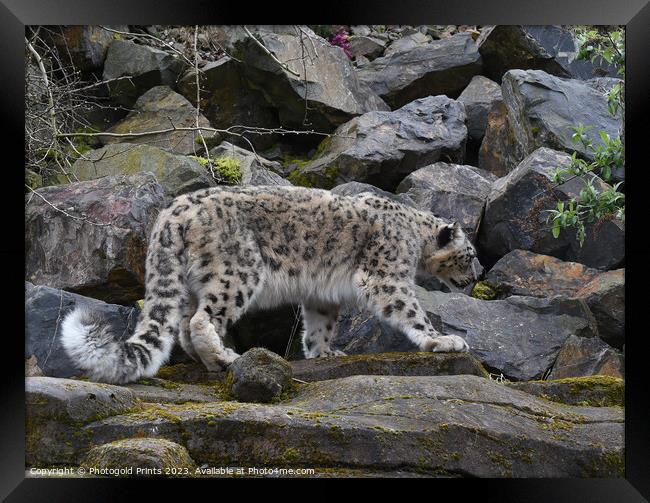  snow leopard on the prowl looking for food on a rocky hillside  Framed Print by Photogold Prints