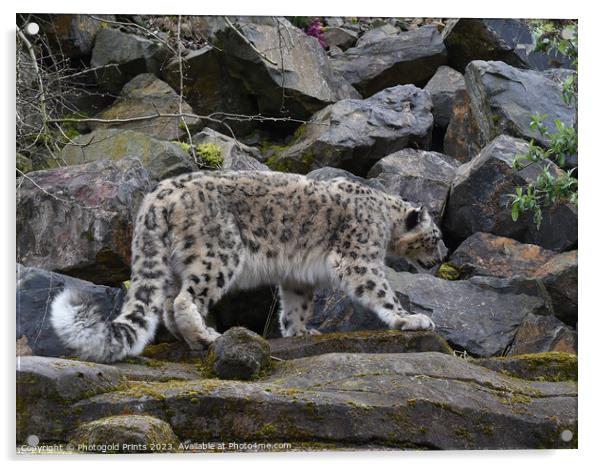  snow leopard on the prowl looking for food on a rocky hillside  Acrylic by Photogold Prints