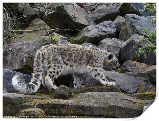  snow leopard on the prowl looking for food on a rocky hillside  Print by Photogold Prints