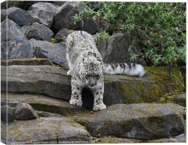  snow leopard looking for food running down a rocky hillside  Canvas Print by Photogold Prints