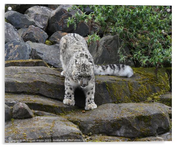  snow leopard looking for food running down a rocky hillside  Acrylic by Photogold Prints