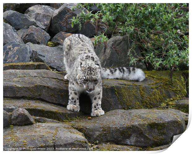  snow leopard looking for food running down a rocky hillside  Print by Photogold Prints