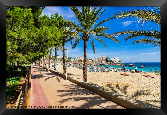Sand beach with palm tree pormenade in Magaluf on Mallorca Framed Print by Alex Winter