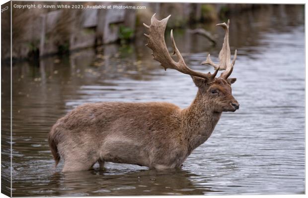 Young stag deer braving the cold water Canvas Print by Kevin White