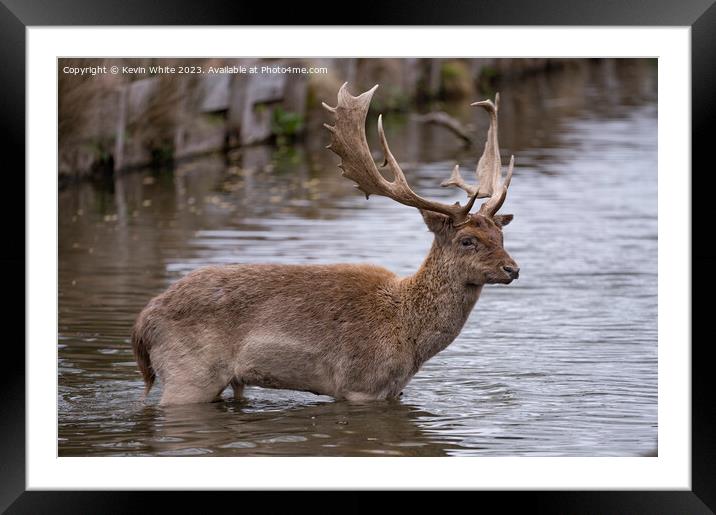 Young stag deer braving the cold water Framed Mounted Print by Kevin White