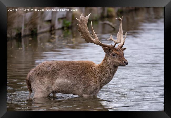 Young stag deer braving the cold water Framed Print by Kevin White