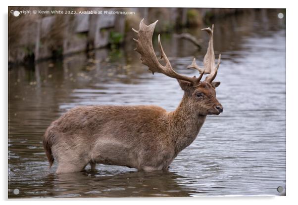 Young stag deer braving the cold water Acrylic by Kevin White