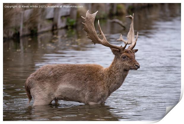 Young stag deer braving the cold water Print by Kevin White