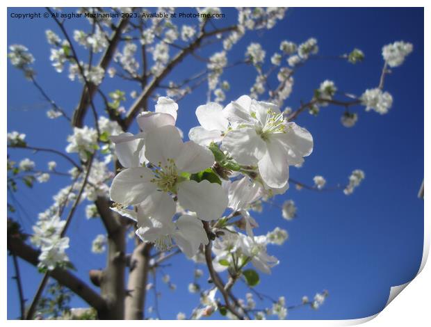 Plant flower Print by Ali asghar Mazinanian