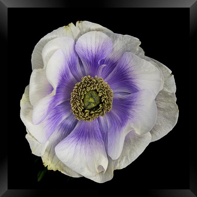 Anenome flower on black background Framed Print by Martin Williams